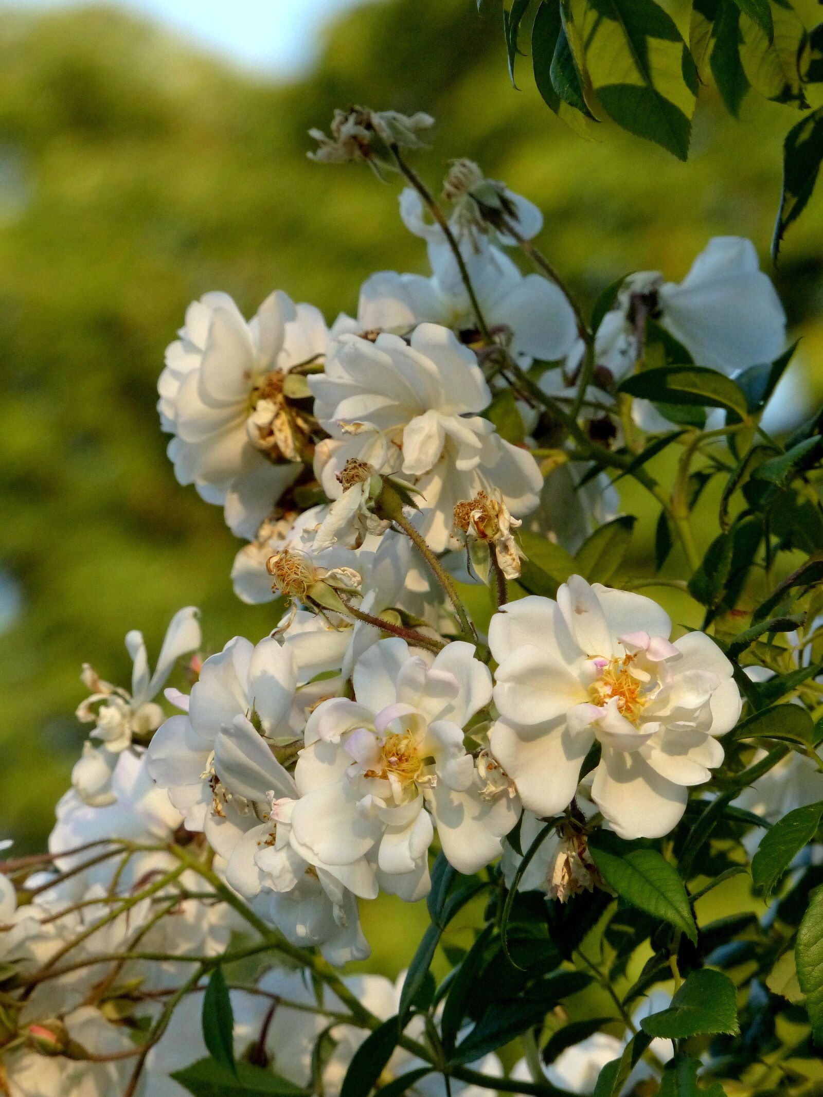 Panasonic Lumix DMC-FZ200 sample photo. Roses, flowers, white rose photography