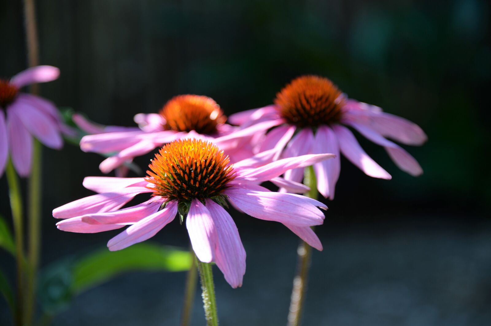 Nikon Df sample photo. Echinacea purpurea, coneflower, flower photography