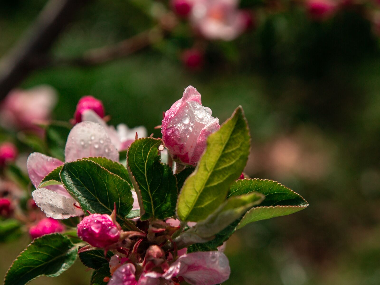 Tamron SP AF 17-50mm F2.8 XR Di II LD Aspherical (IF) sample photo. Sad, tree, apple trees photography
