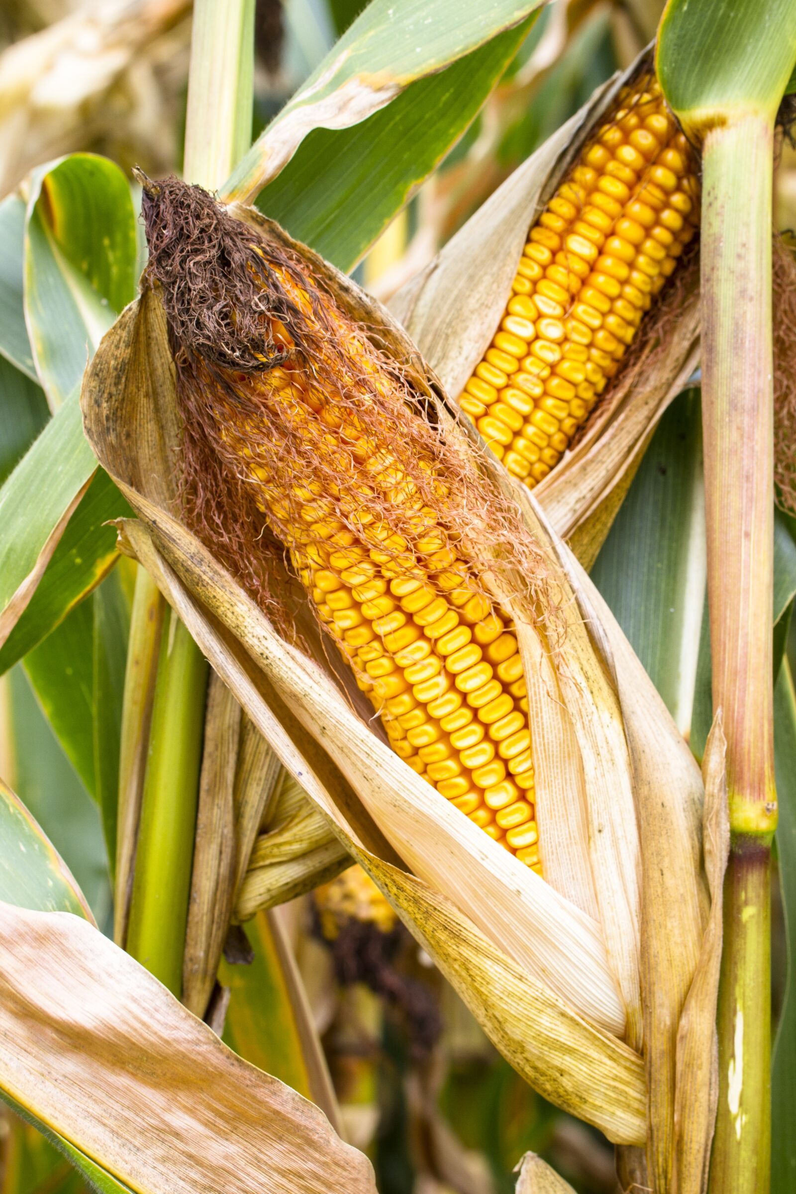 Tamron SP AF 60mm F2 Di II LD IF Macro sample photo. Corn, corn on the photography