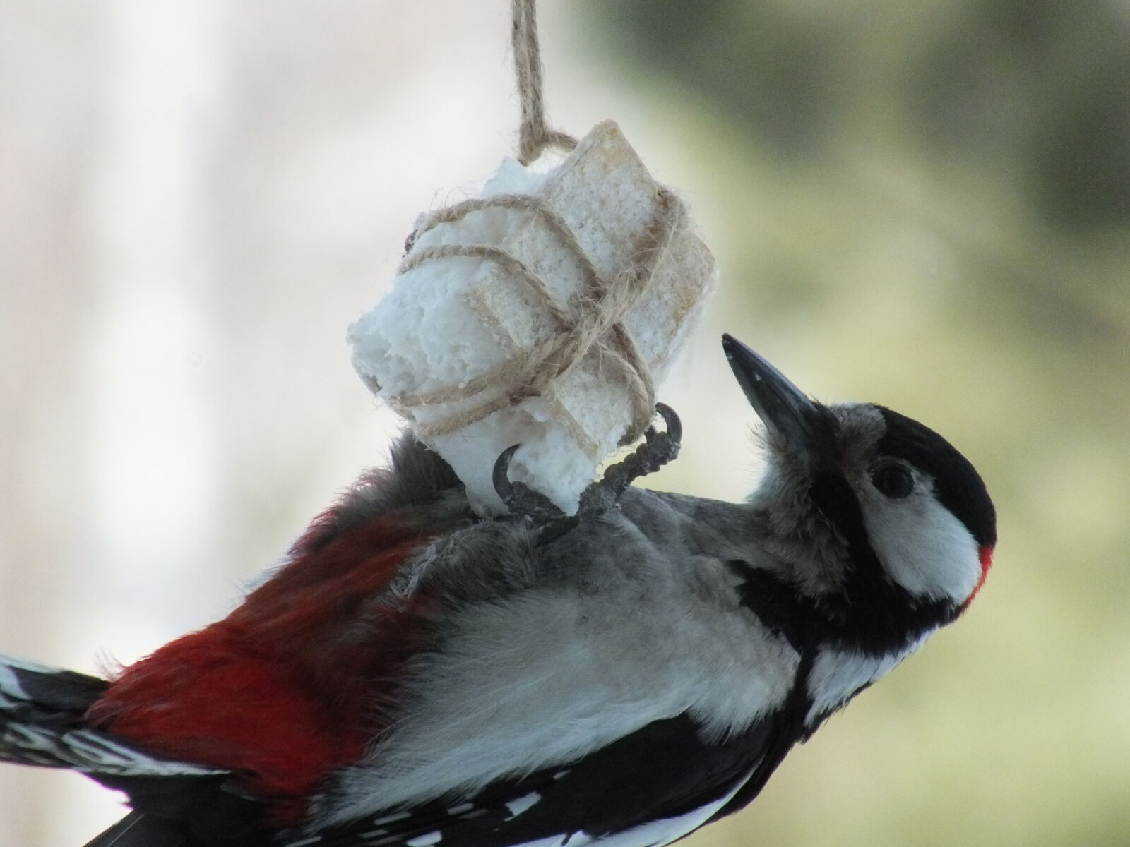 Fujifilm FinePix HS30EXR sample photo. Bird, close, tongue, winter photography