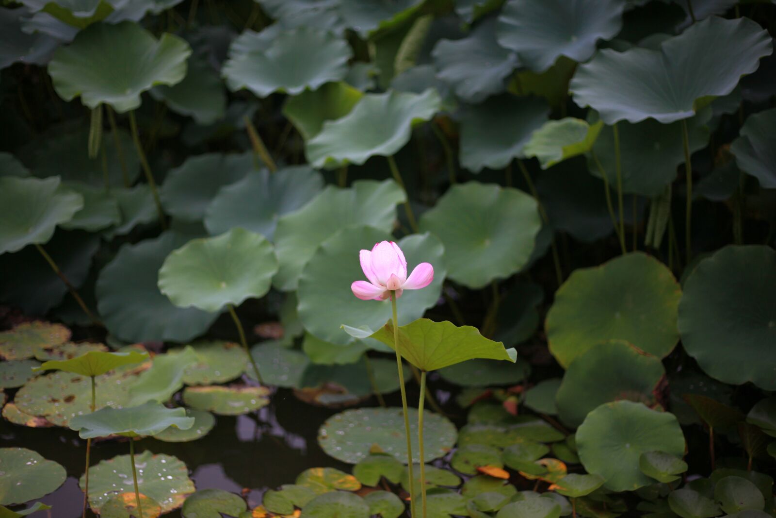 Canon EOS 5D Mark II sample photo. Lotus, pond, water photography