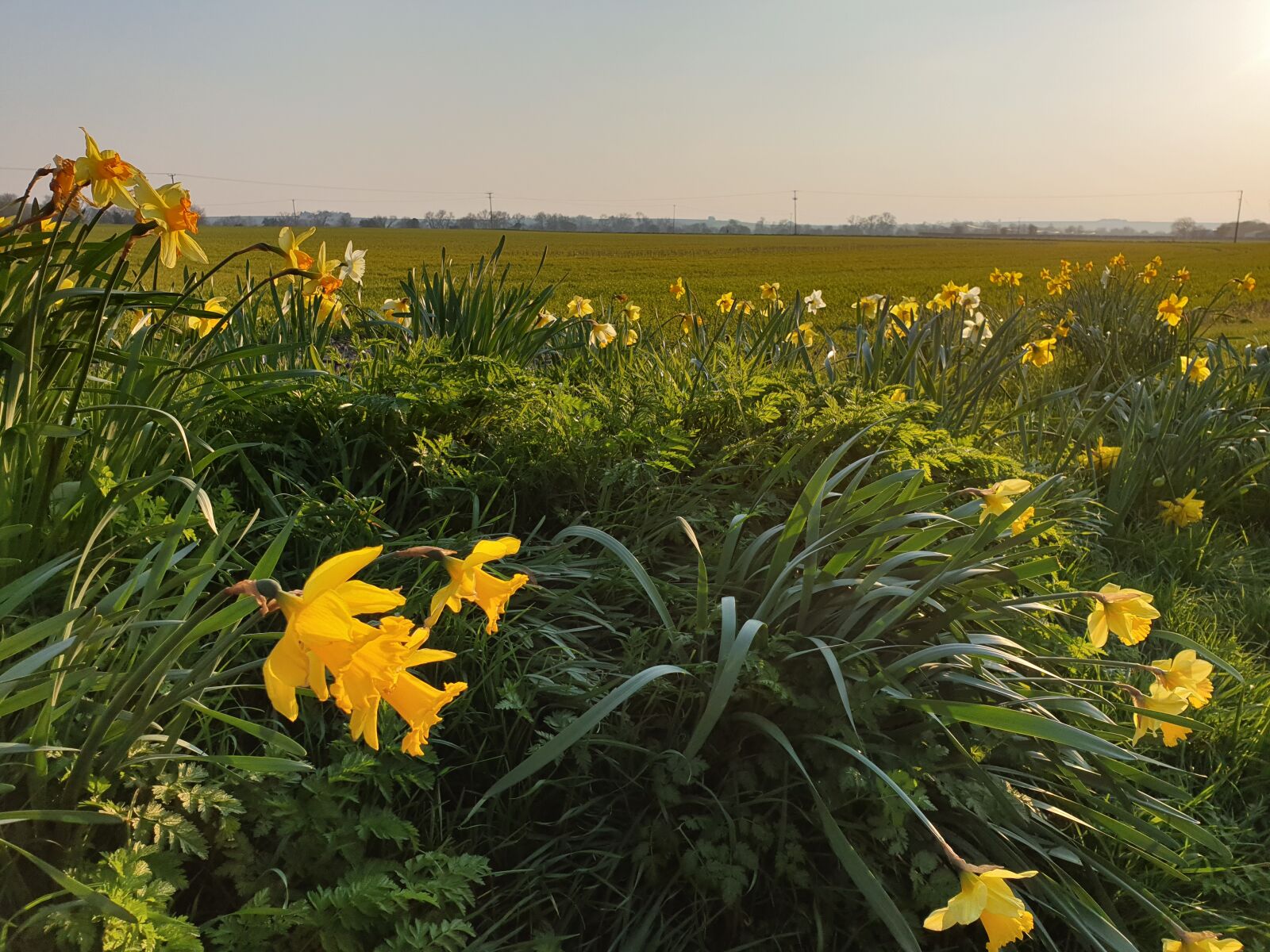 Samsung Galaxy S9 sample photo. Spring, daffodils, sunset photography