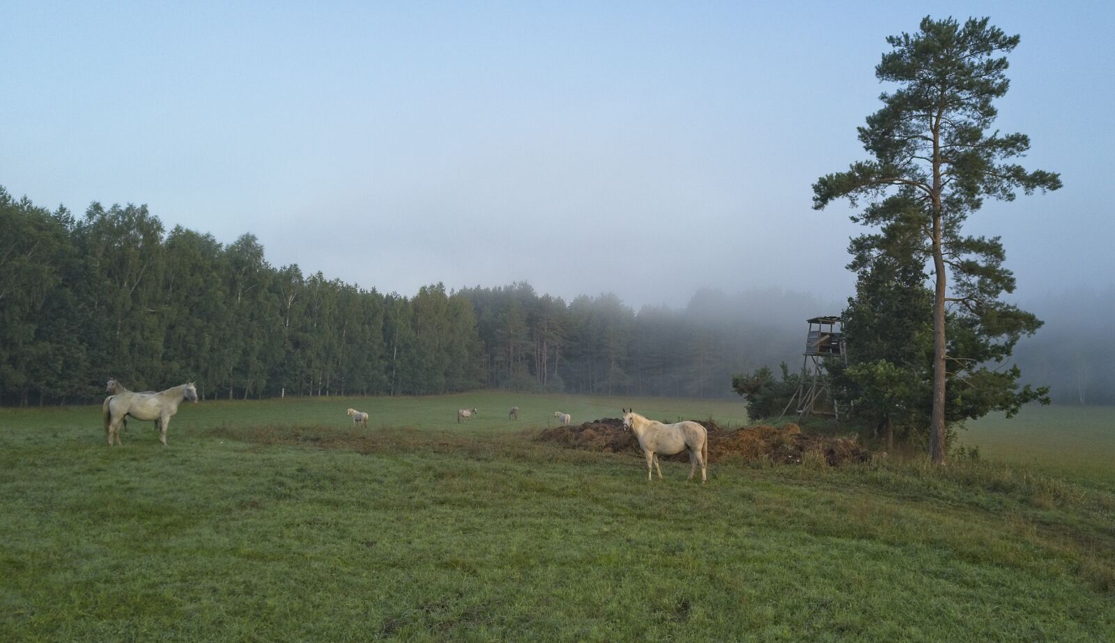 DJI FC220 sample photo. Horse, morning, nature photography
