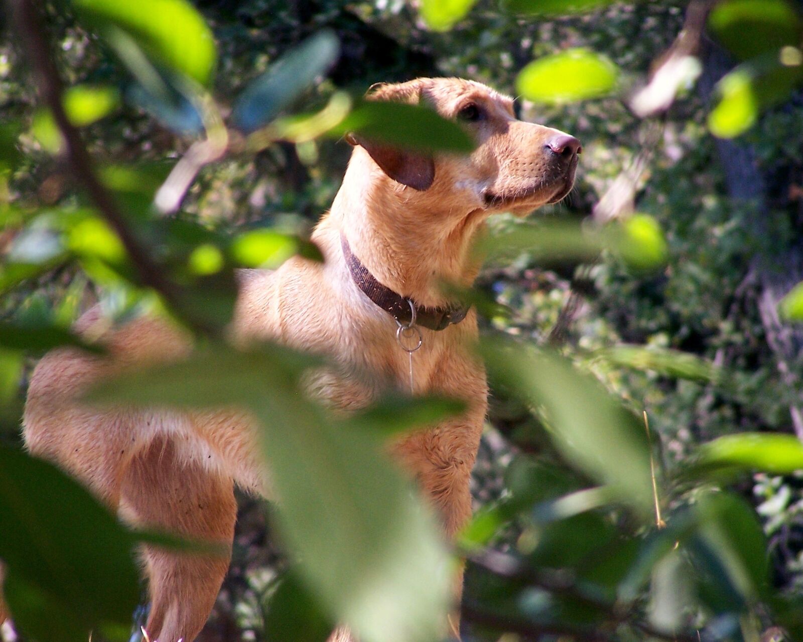 Kodak Z740 ZOOM DIGITAL CAMERA sample photo. American labrador retriever, dog photography