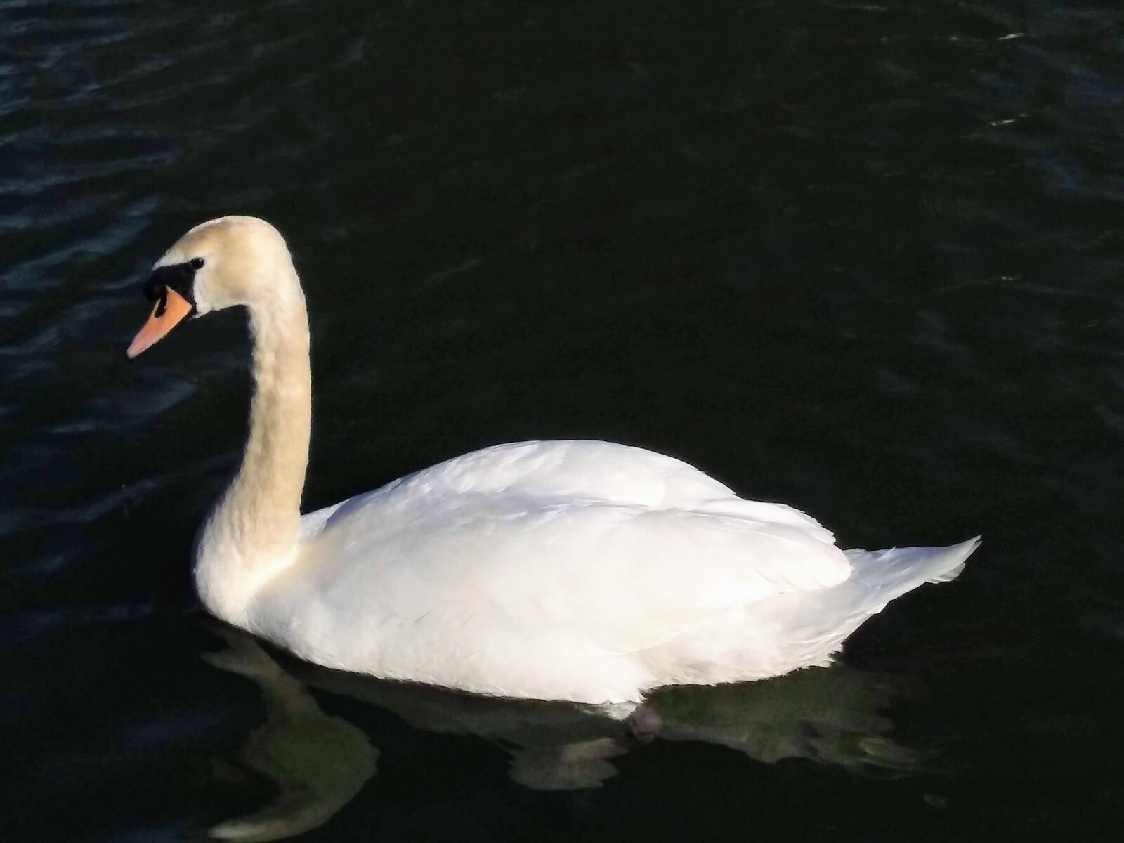 Motorola moto g(6) play sample photo. Swan, river, white photography