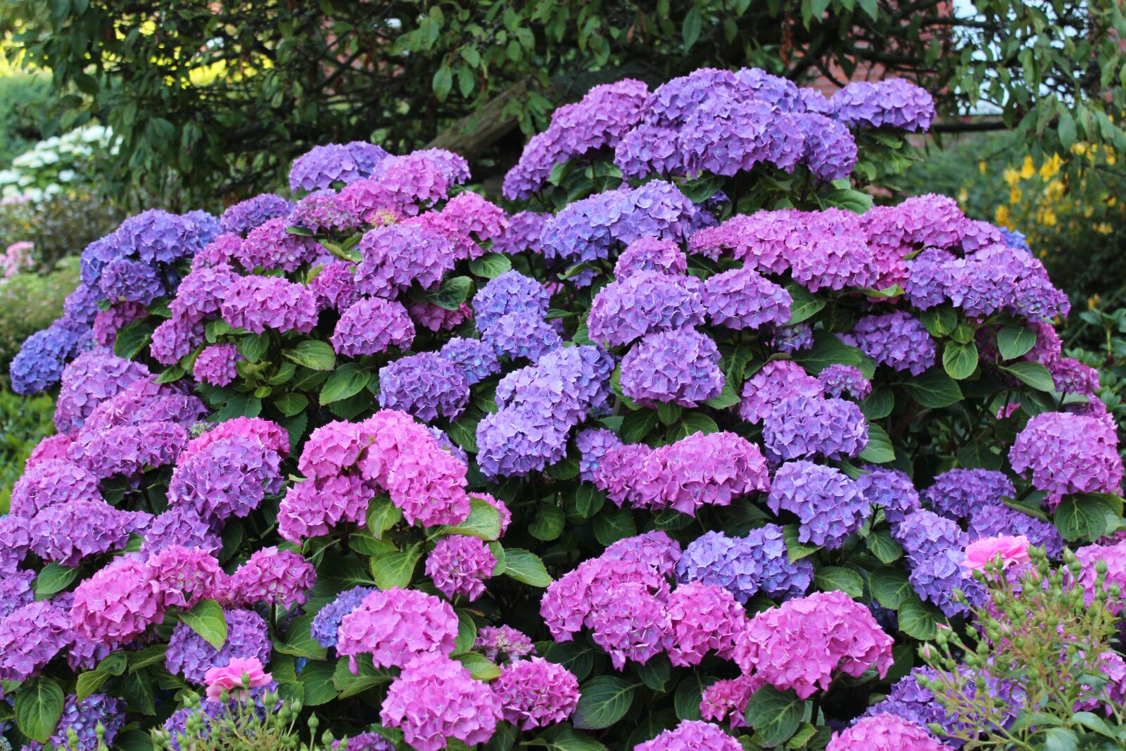 Canon EOS 600D (Rebel EOS T3i / EOS Kiss X5) sample photo. Hydrangea, flowers, flower photography