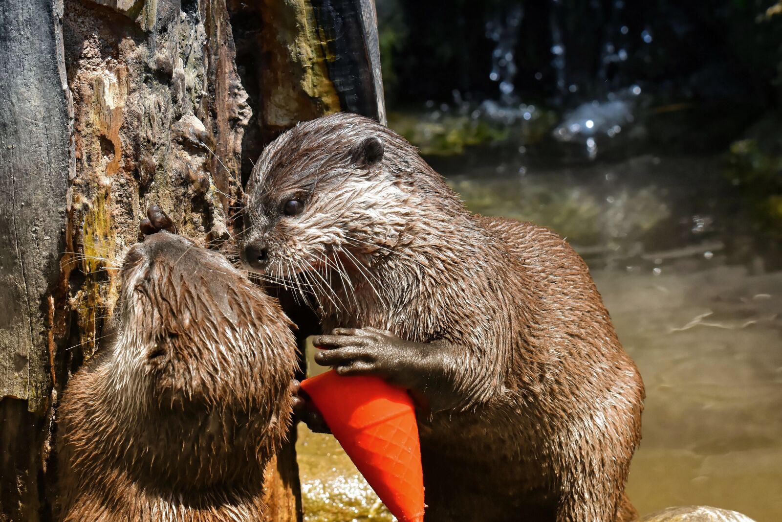 Nikon D7200 sample photo. Otter, playful, play photography