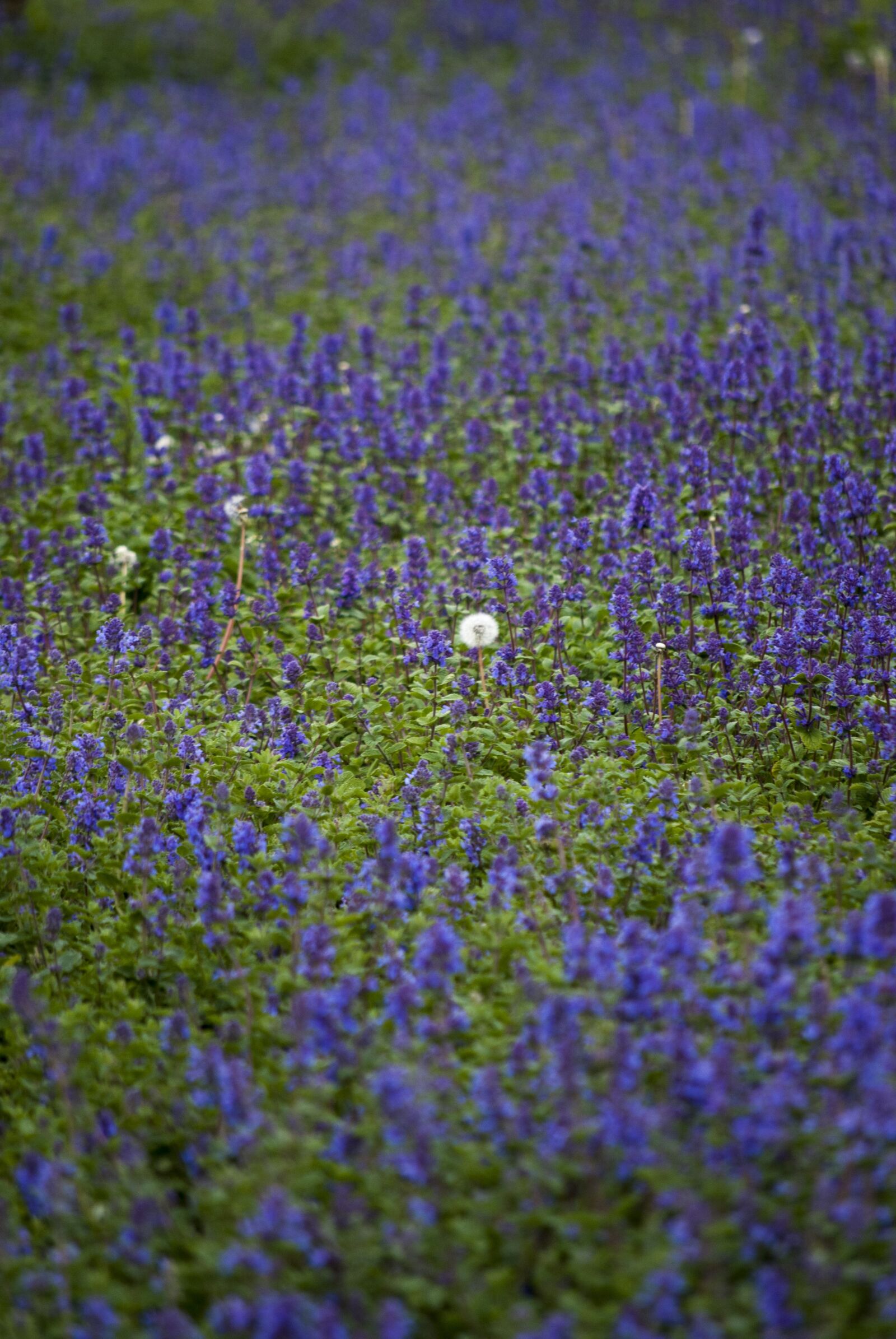 Nikon D40X sample photo. Plants, field, dandelion photography