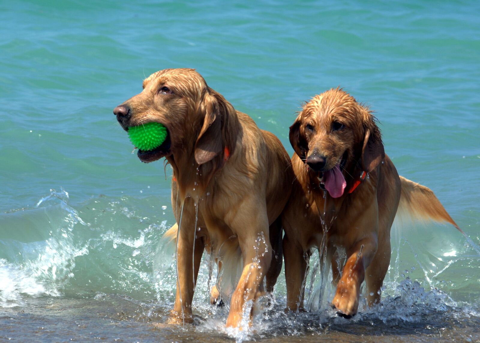 Nikon D5100 sample photo. Dogs, beach, wet photography