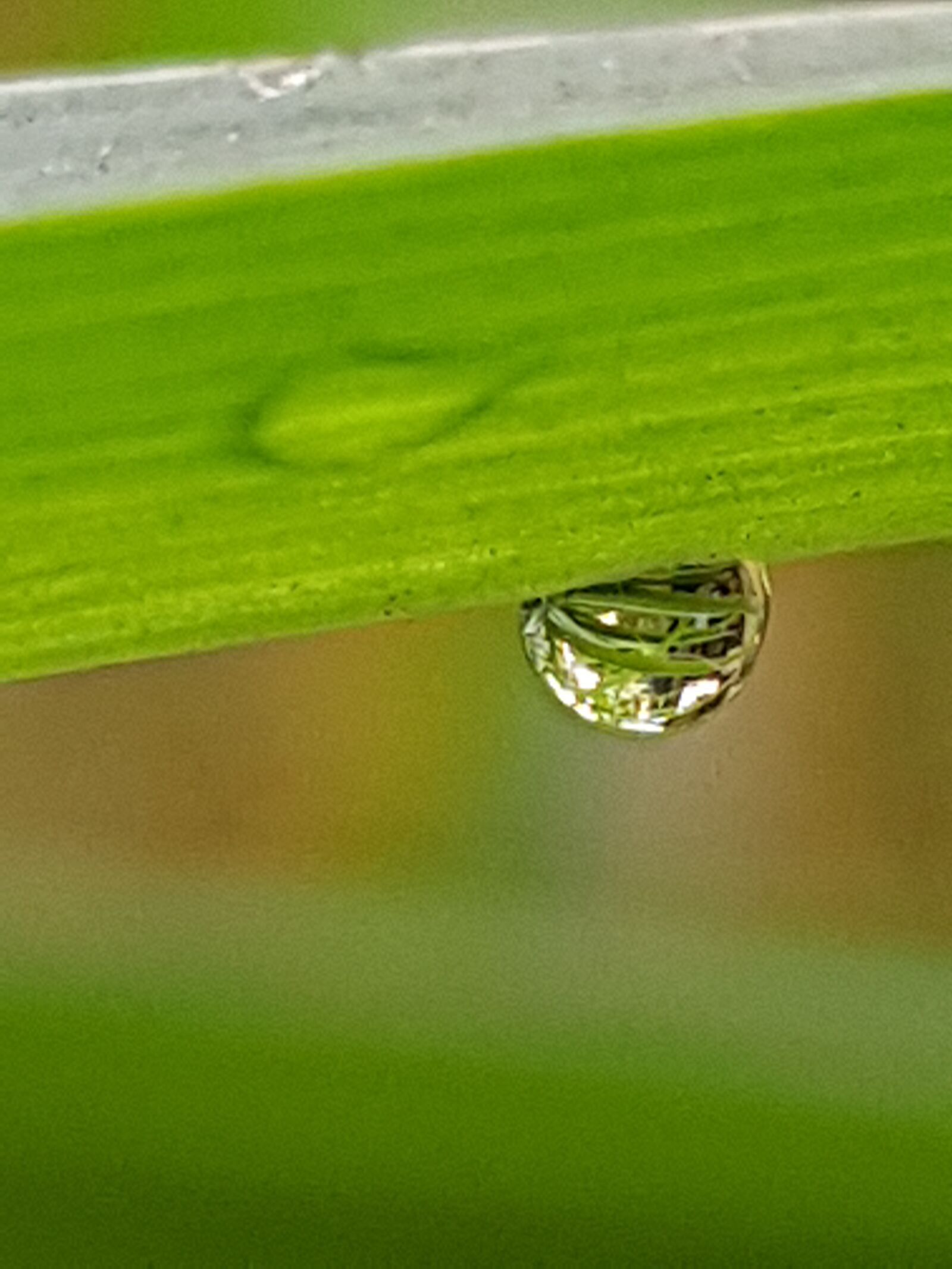 Samsung SM-G955F sample photo. Green, water, nature photography