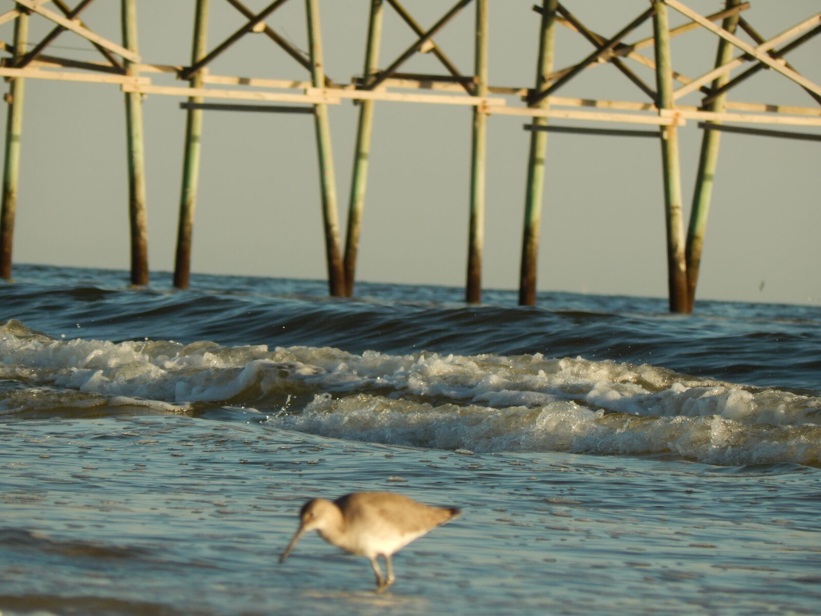 Nikon Coolpix L820 sample photo. Bird, nc, oak, island photography