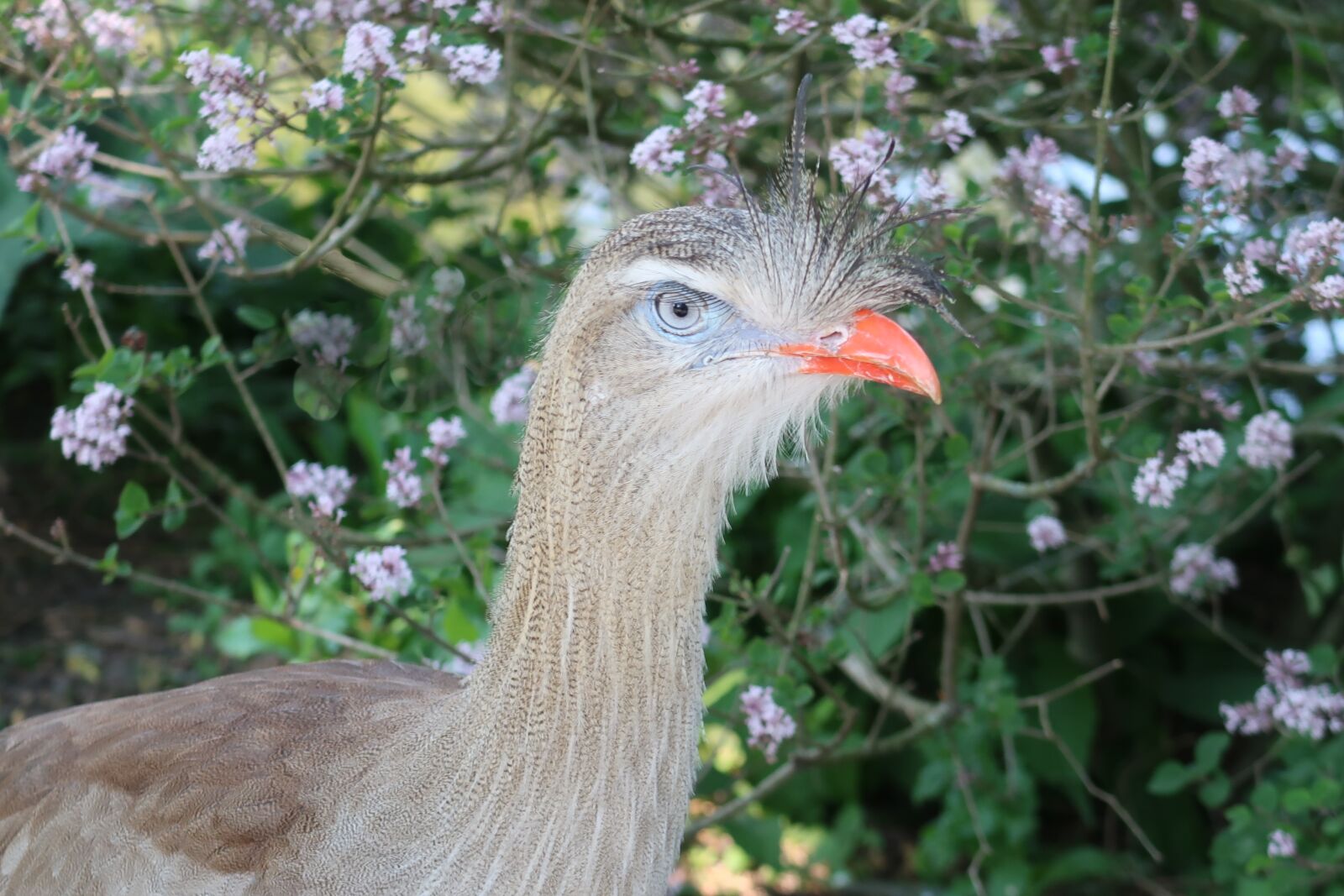 Canon PowerShot G7 X Mark II sample photo. Kuifseriema, cariama cristata, red photography