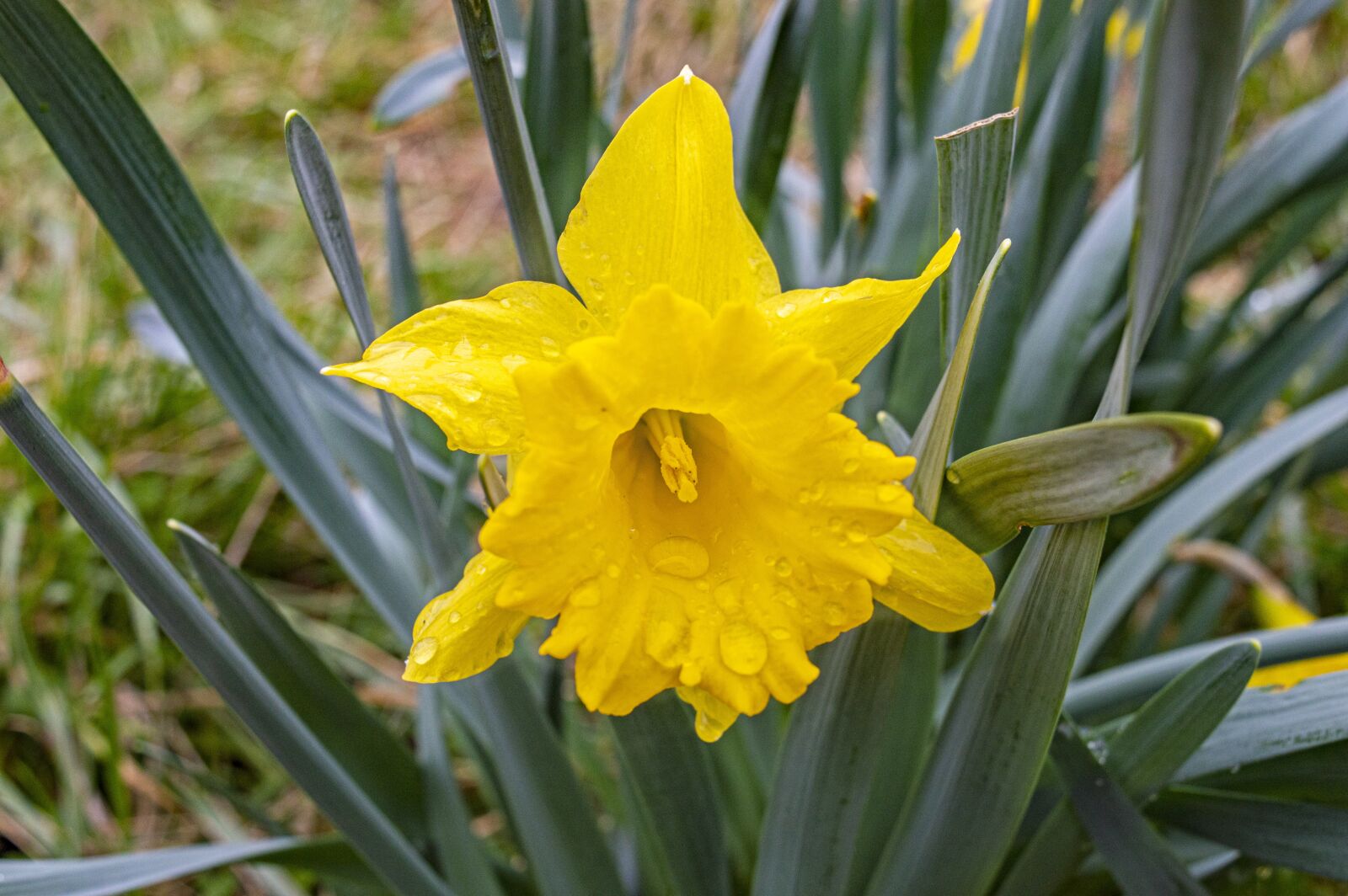Nikon D3200 sample photo. Spring flowers, yellow flower photography
