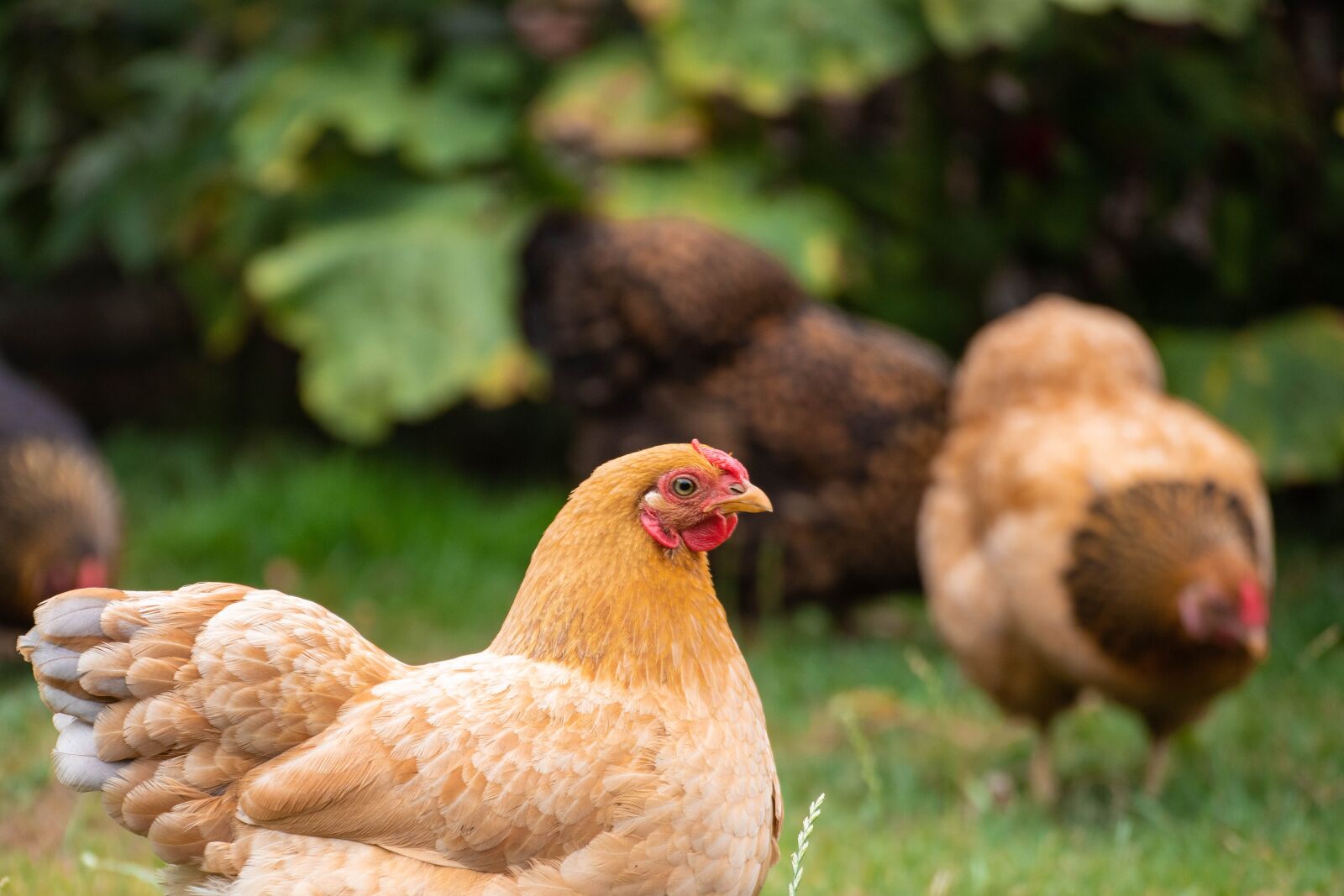 Canon EOS 6D Mark II sample photo. Chicken, garden, farm photography