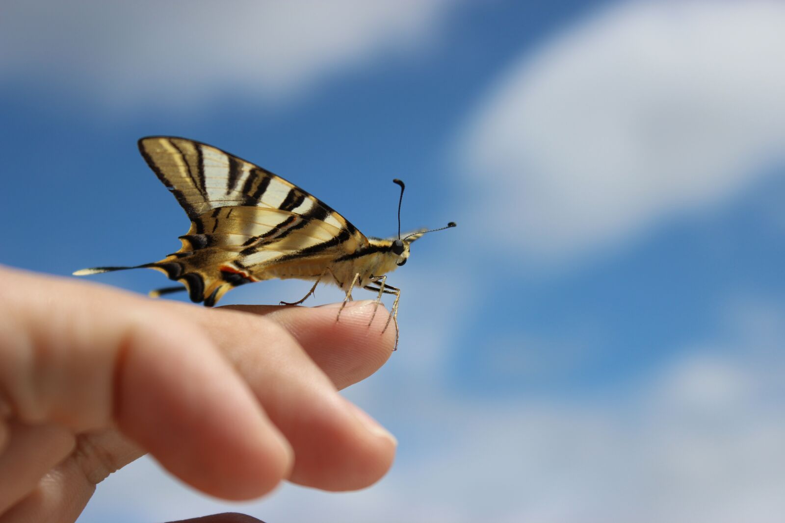Canon EOS 600D (Rebel EOS T3i / EOS Kiss X5) sample photo. Butterfly, ourem, portugal photography