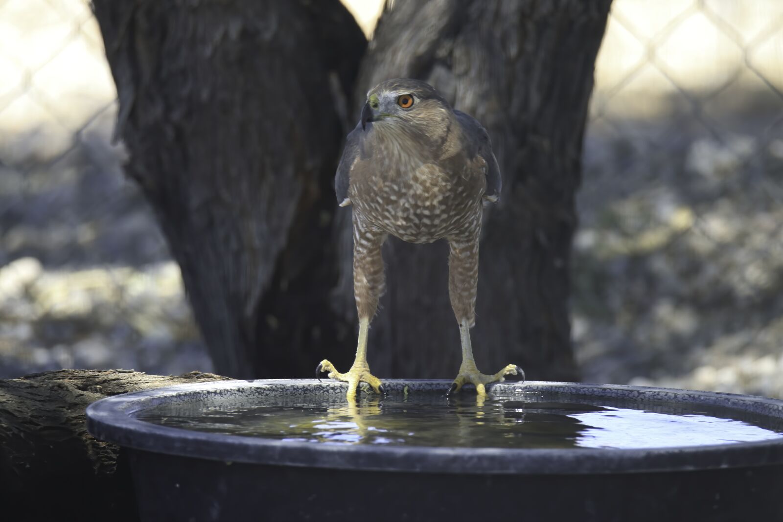 Canon EOS 77D (EOS 9000D / EOS 770D) sample photo. Sharp-shinned hawk, hawk, predator photography