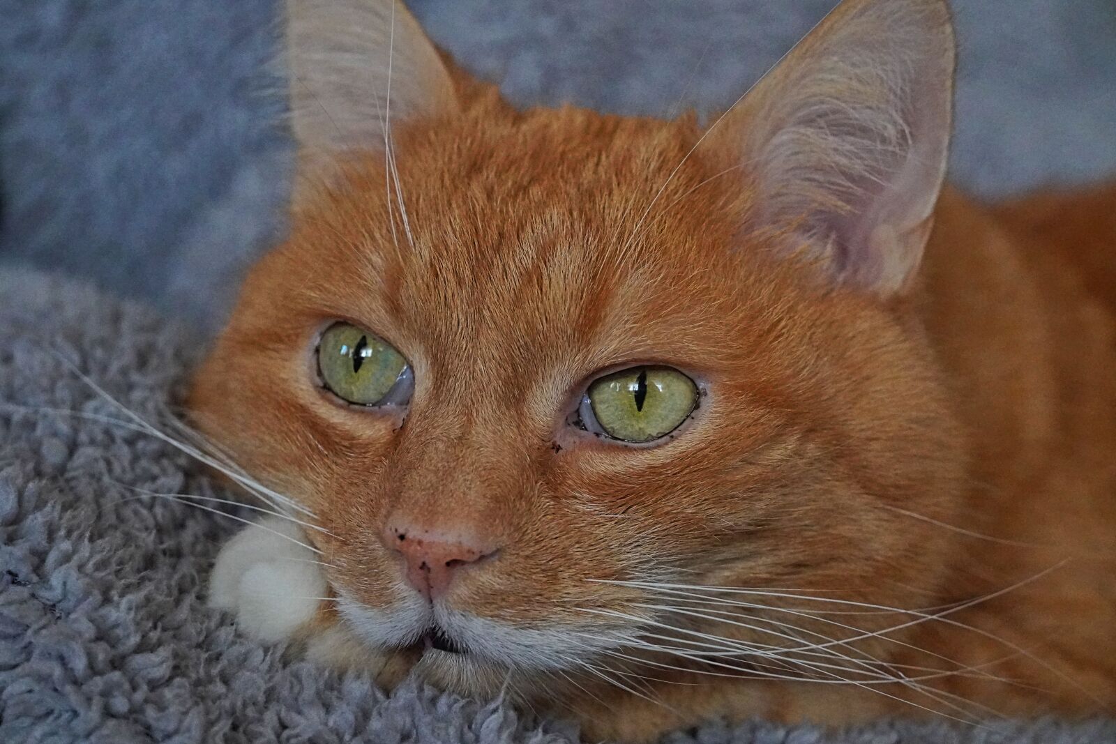 Sony a6400 sample photo. Cat, cat love, animal photography