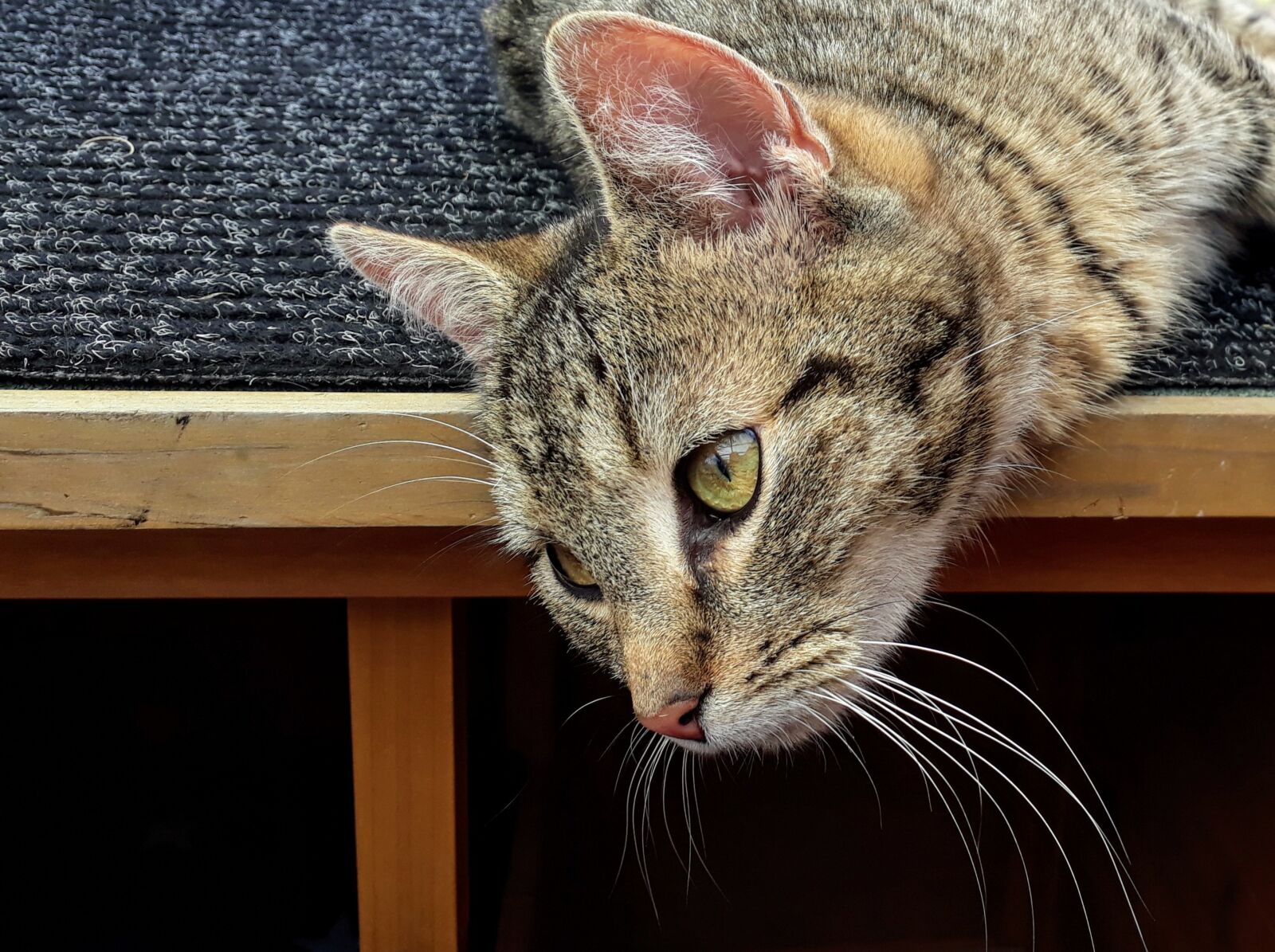 Samsung Galaxy A3(2017) sample photo. Cat, portrait, head photography