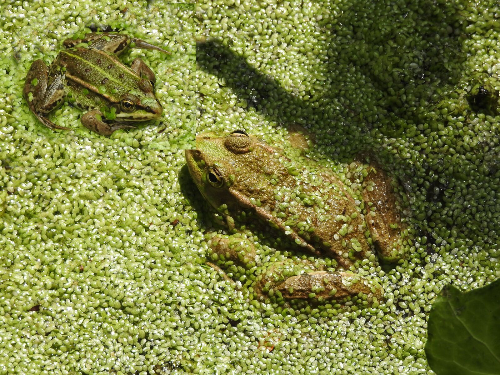 Nikon Coolpix P900 sample photo. Frogs, amphibians, nature photography