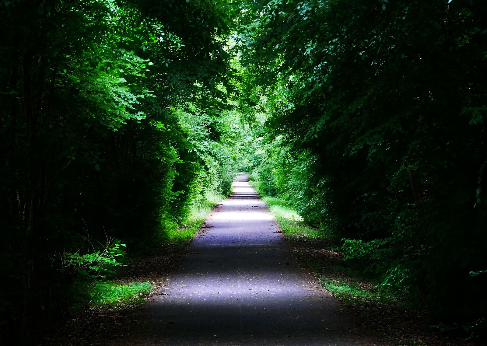 Panasonic Lumix DMC-GX85 (Lumix DMC-GX80 / Lumix DMC-GX7 Mark II) sample photo. Wallppaper, nature, green photography