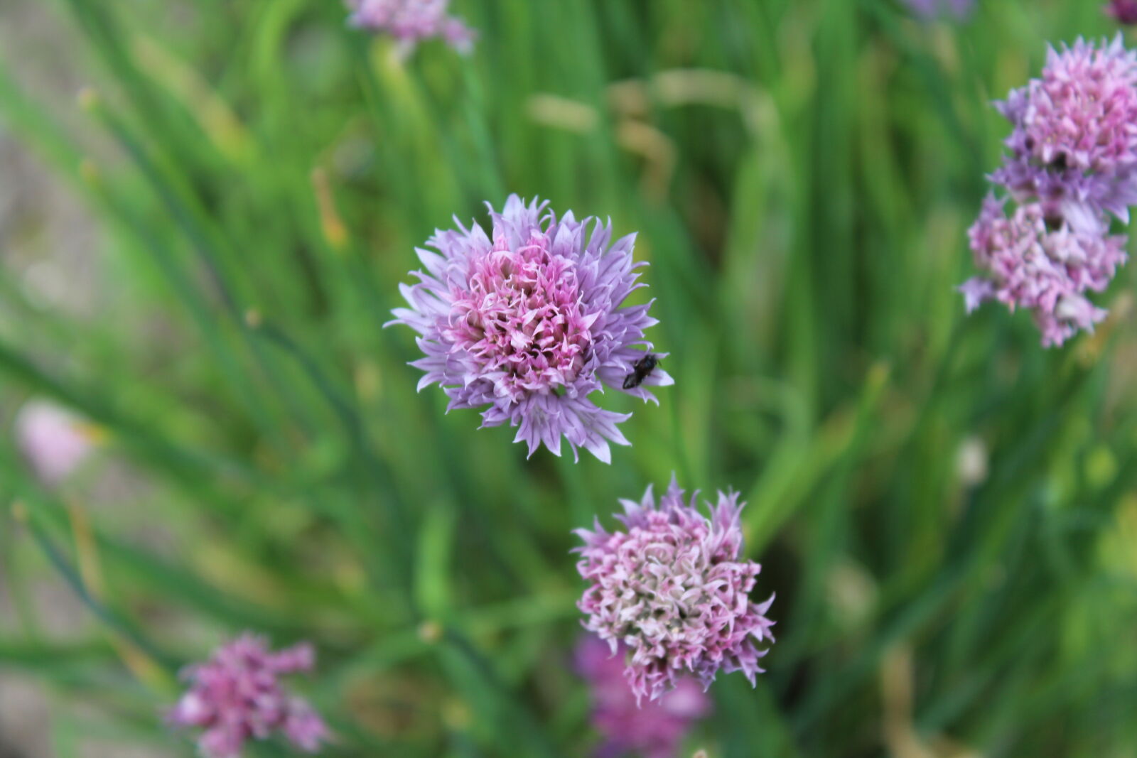 Canon EOS 1200D (EOS Rebel T5 / EOS Kiss X70 / EOS Hi) sample photo. Flower, flowers, nature photography