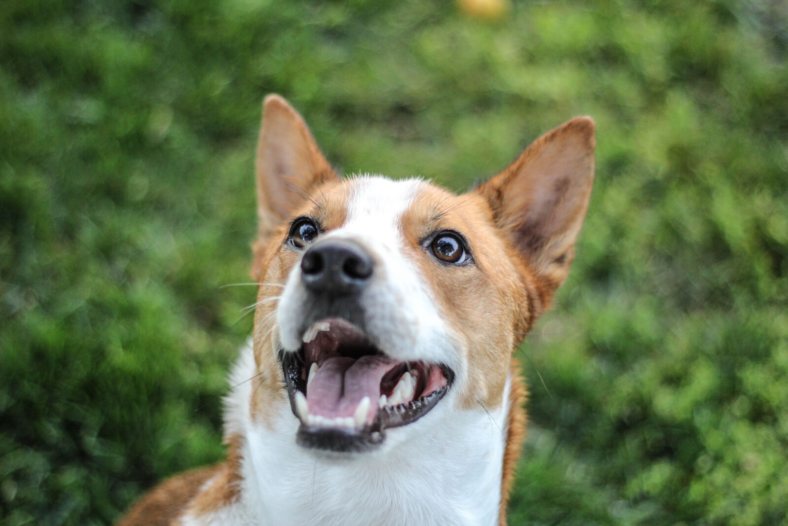 Canon EOS 60D + Canon EF 50mm F1.8 II sample photo. Basenji, cattle, dog, cute photography