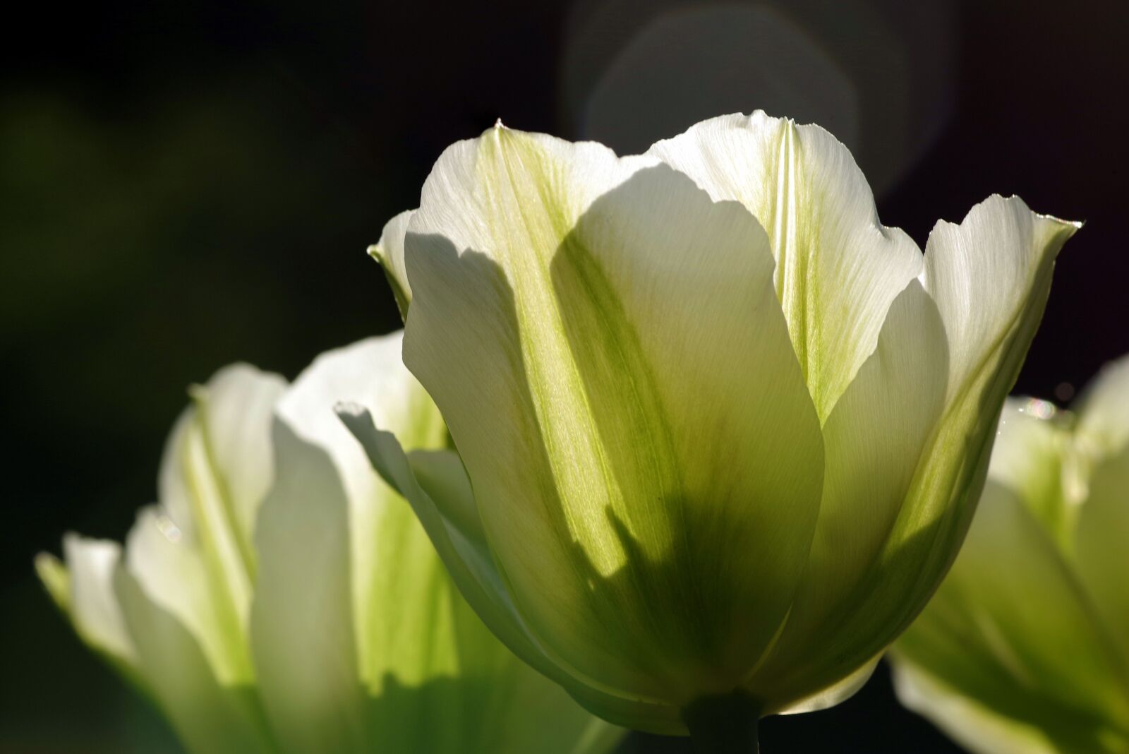 Pentax K-S2 sample photo. Tulips, green, flowerbed photography