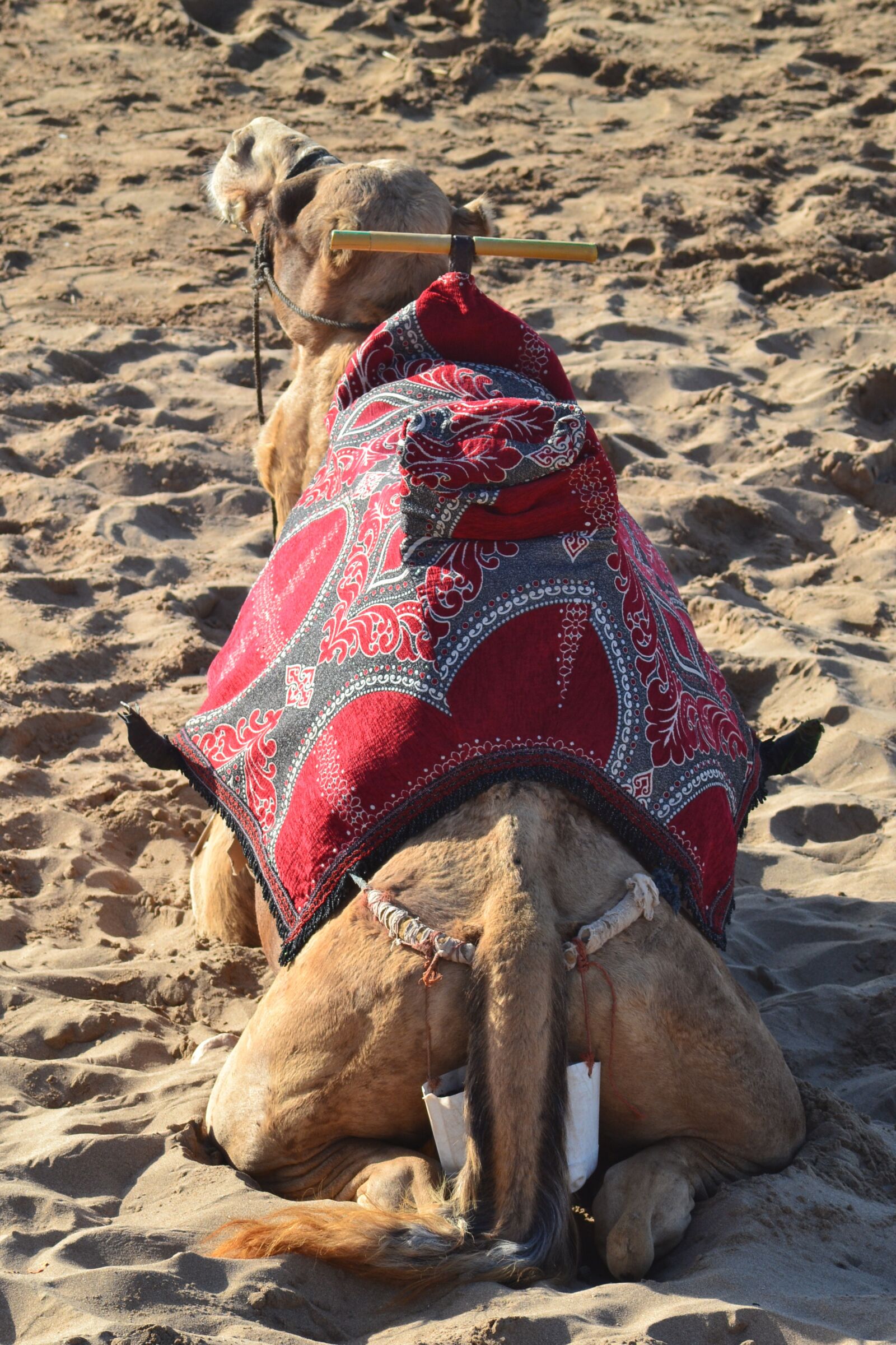 Nikon D3100 sample photo. Camel, beach, sand photography