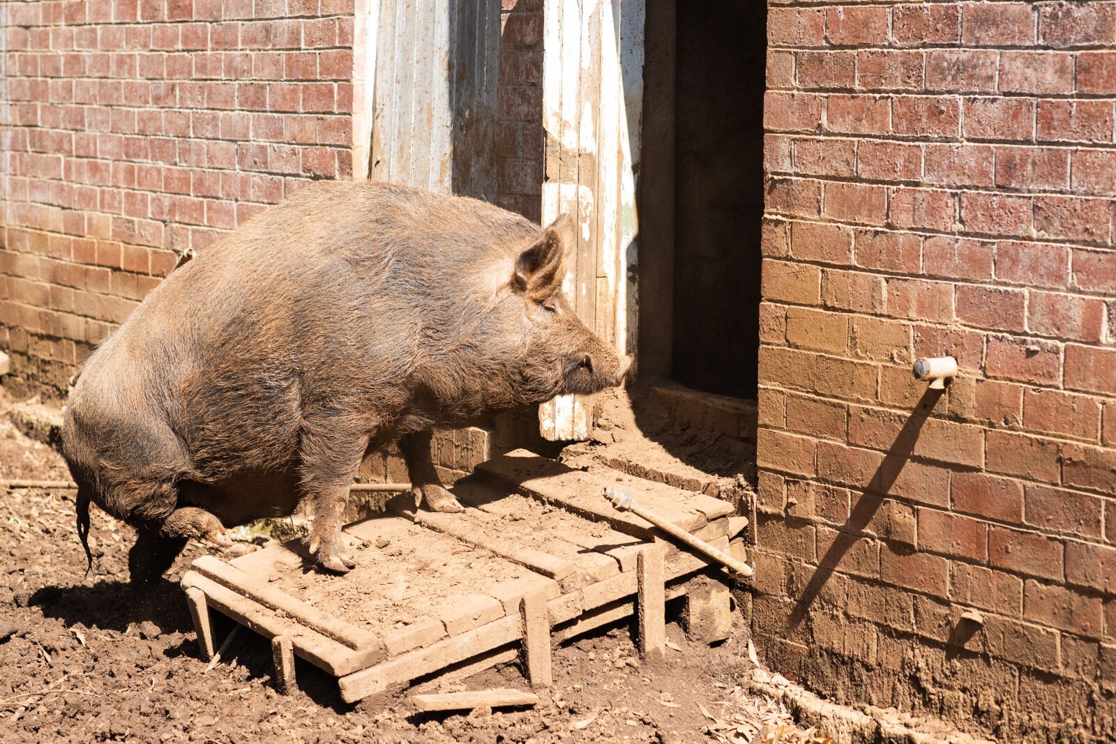 Nikon D750 sample photo. Pig, pig sty, animal photography