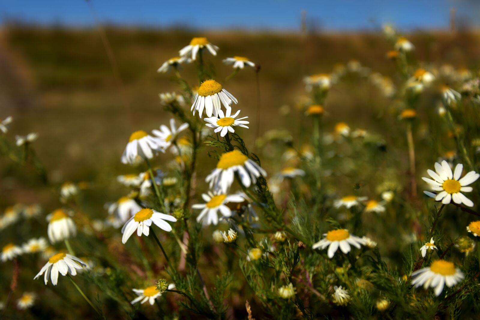 Nikon D5600 sample photo. Flower meadow, flowers, bloom photography