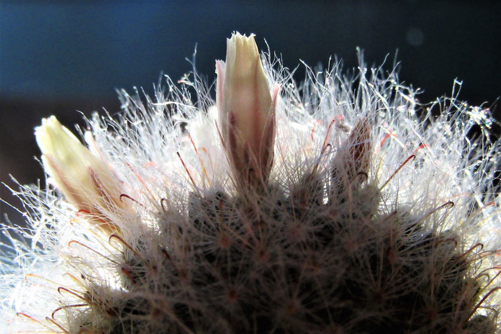 Canon PowerShot SX610 HS sample photo. Prickly, cactus, flowers photography
