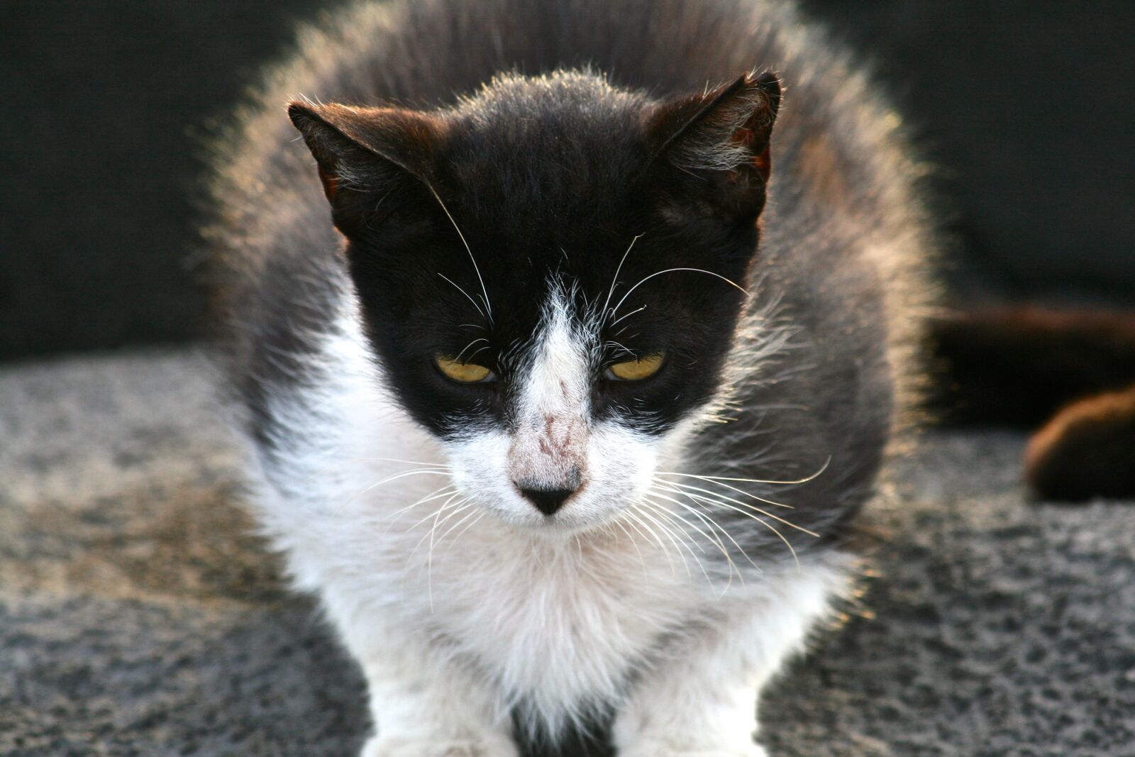 Canon EOS 400D (EOS Digital Rebel XTi / EOS Kiss Digital X) sample photo. Cat, animal, whisker photography
