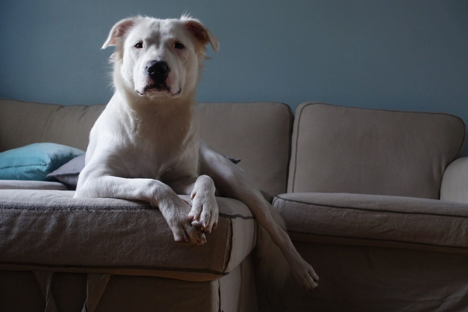 Sony Cyber-shot DSC-RX100 III sample photo. White, dog, couch photography