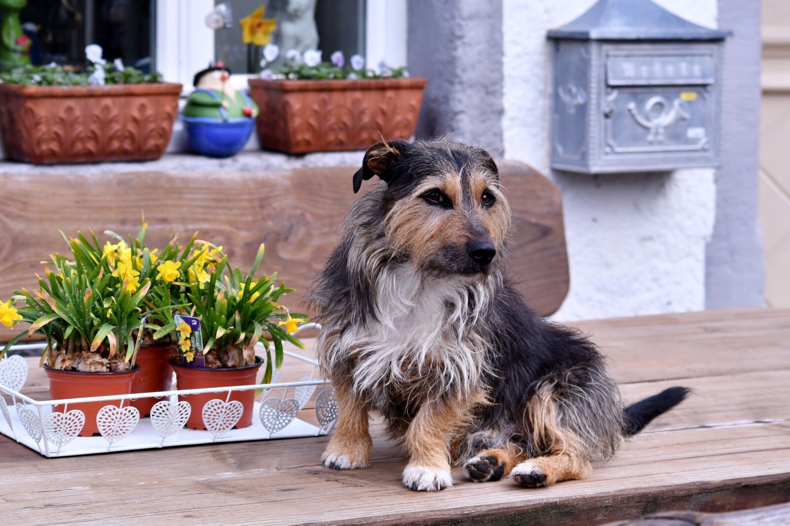 Nikon D500 sample photo. Doggy, dog, pet photography