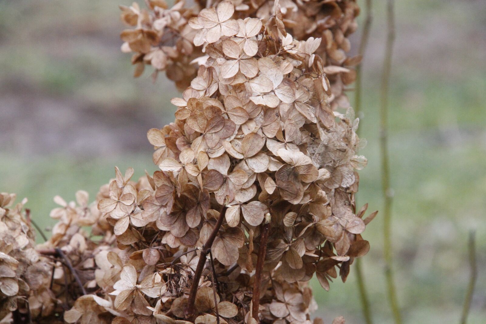 Canon EOS 50D sample photo. Autumn, end of the photography