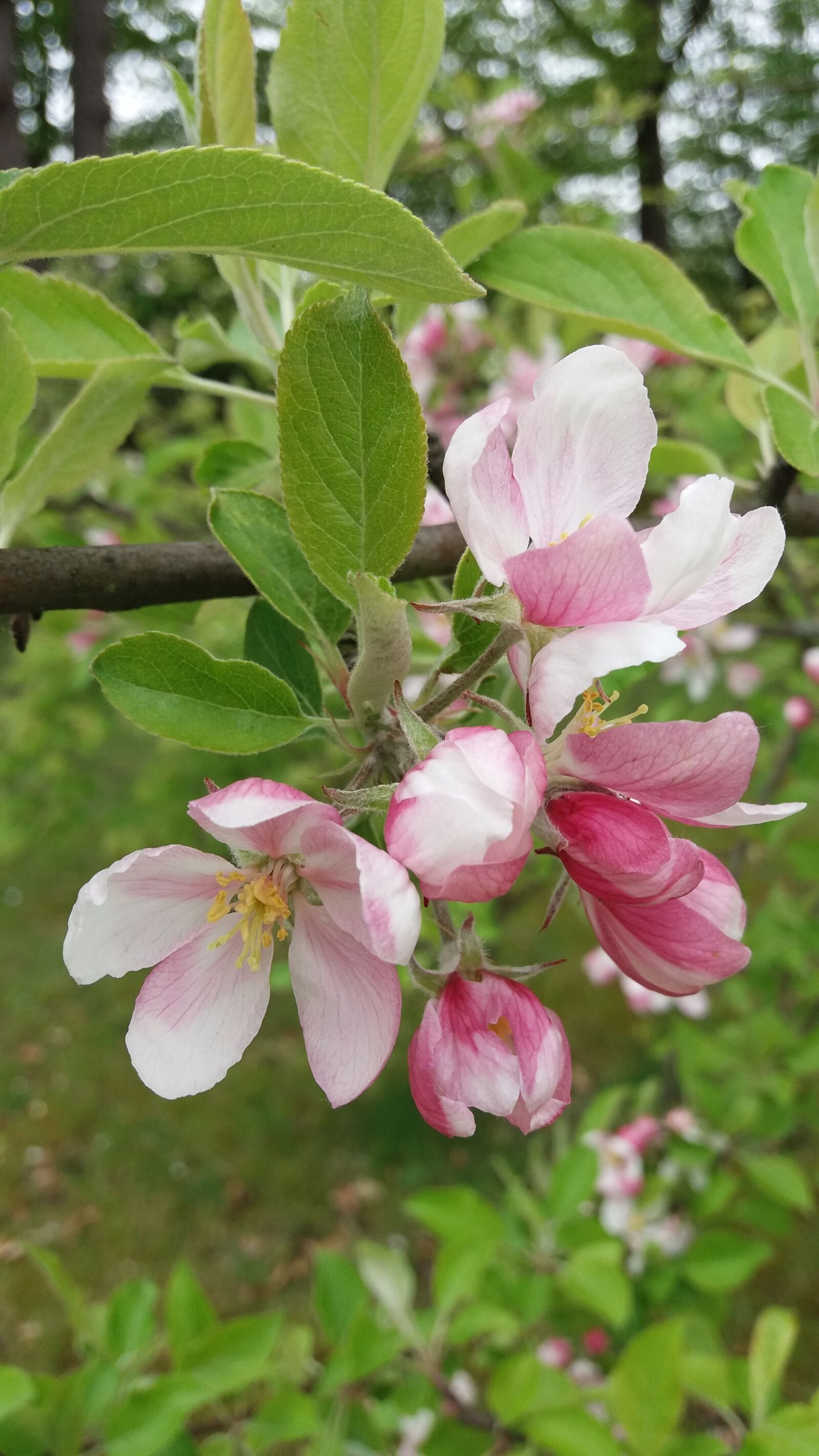 Samsung Galaxy J5 sample photo. Pink flowers, spring, bloom photography