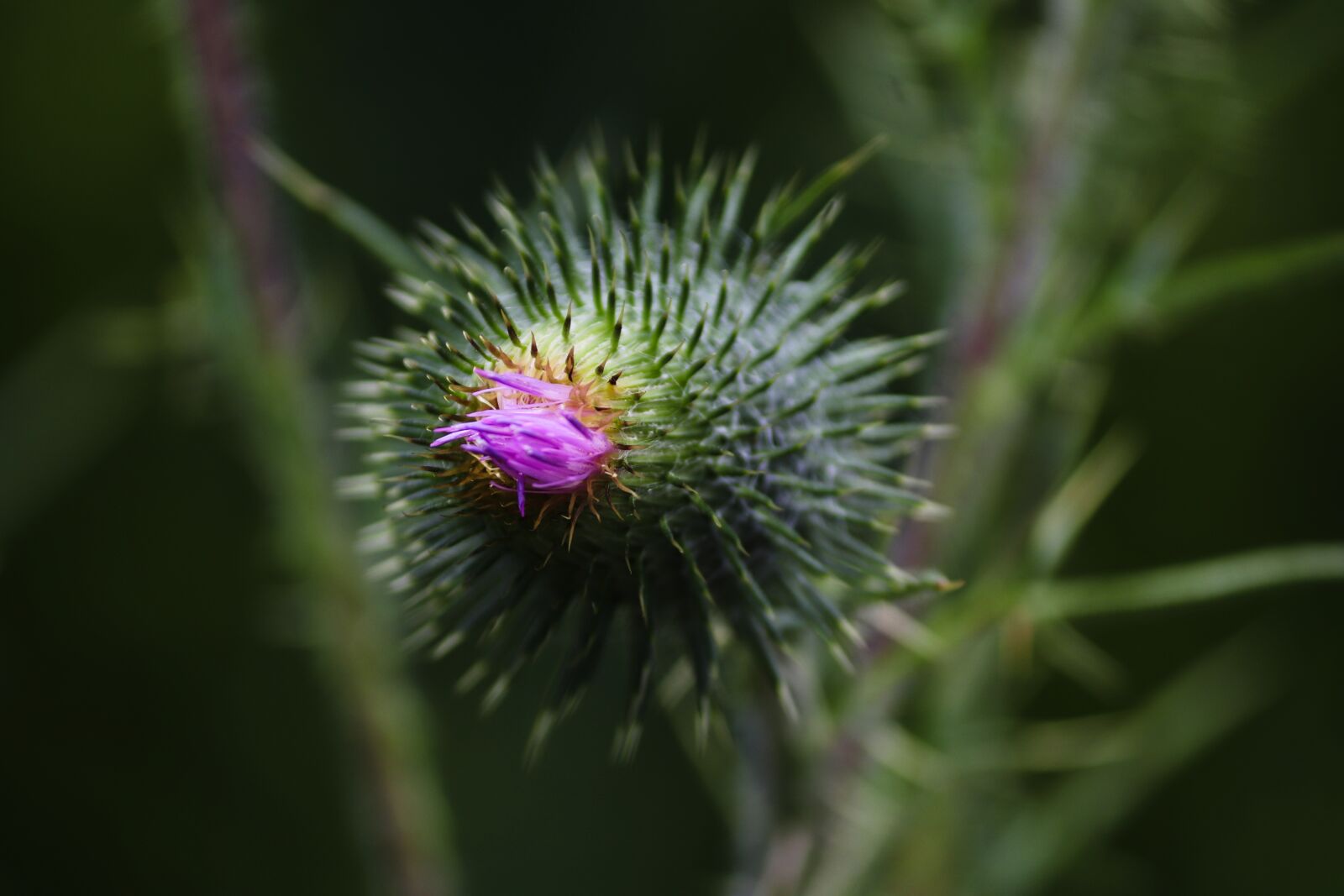 Canon EOS 200D (EOS Rebel SL2 / EOS Kiss X9) sample photo. Thistle, cirsium vulgare, bud photography