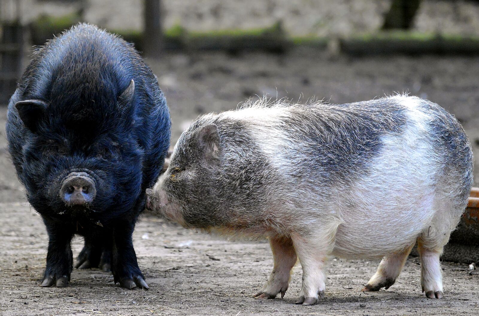 Nikon D3200 sample photo. Pigs, hanging belly, bristles photography