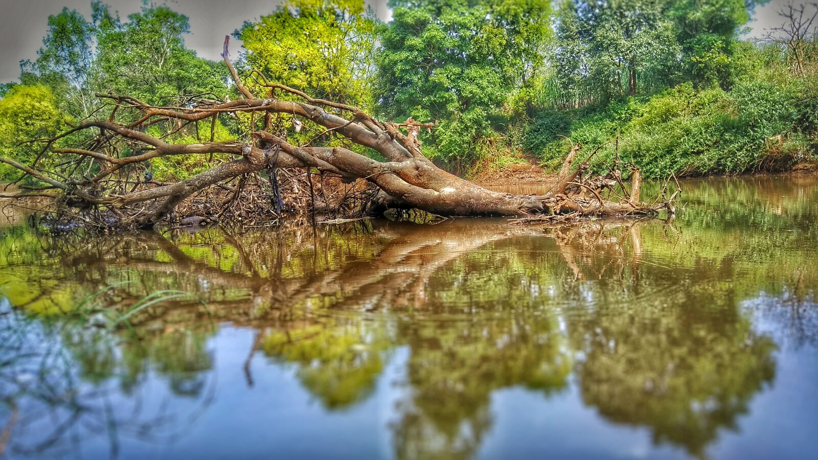 Xiaomi Redmi Note 4 sample photo. Dead, trees, light, reflections photography
