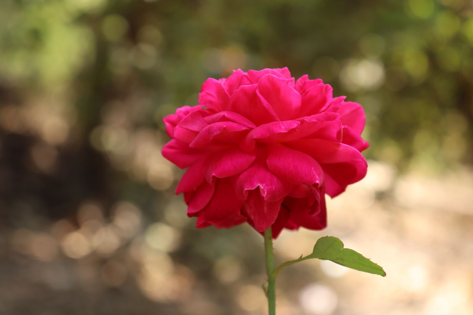 Canon EOS 250D (EOS Rebel SL3 / EOS Kiss X10 / EOS 200D II) sample photo. Flower, rose, love photography