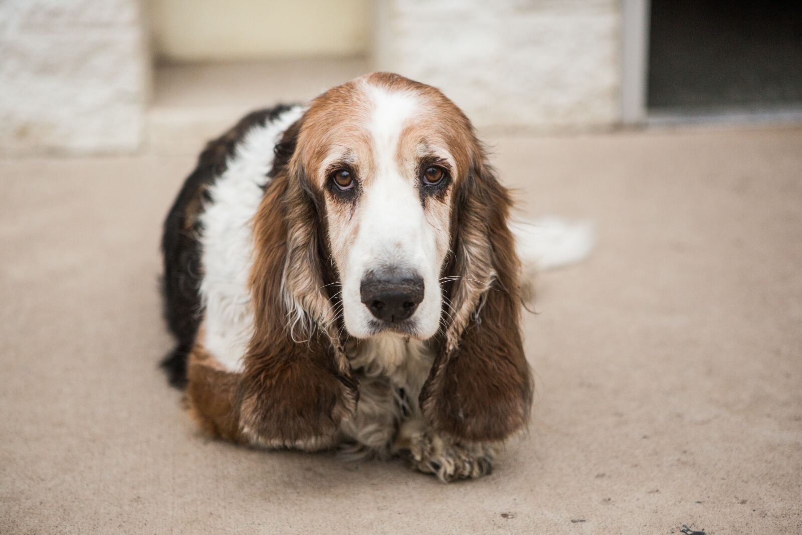 Canon EOS 5D Mark III sample photo. Basset hound, dog, pet photography