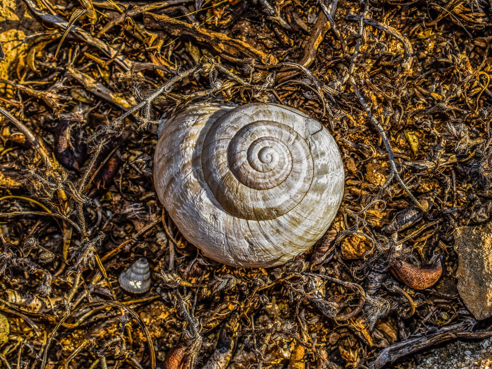Nikon D3300 sample photo. Shell, helix, nature photography