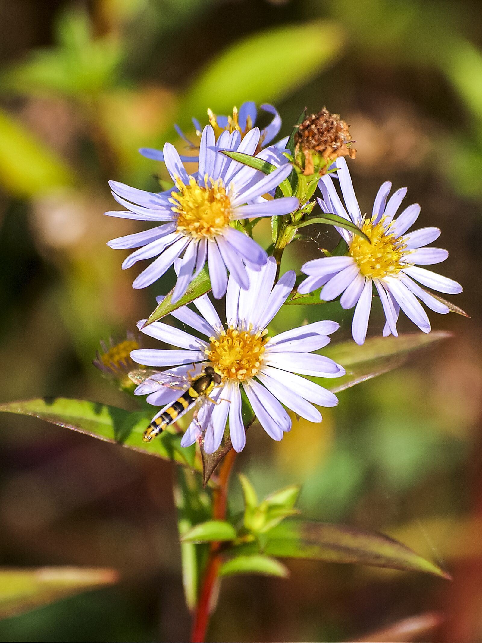 Olympus E-3 sample photo. Fleabane, flower, blossom photography