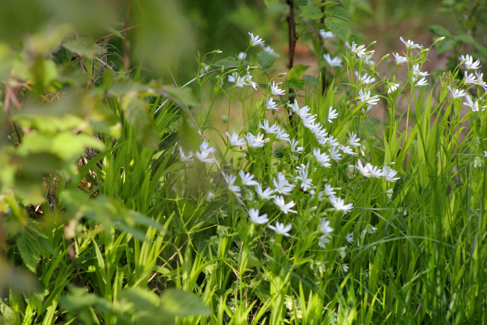 Canon EF75-300mm f/4-5.6 sample photo. Nature, forest, kv photography