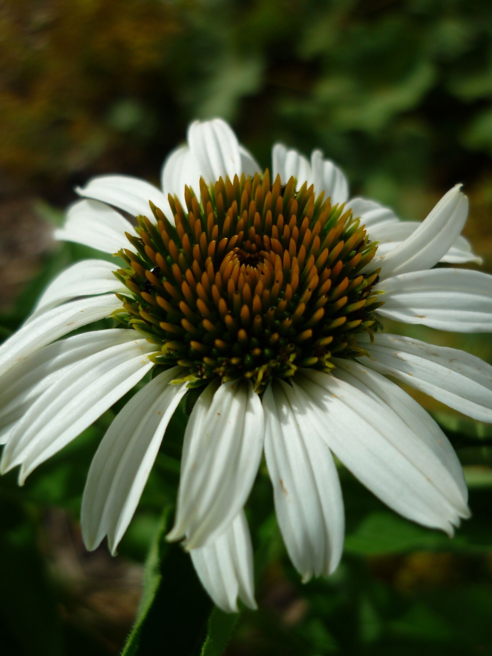 Panasonic Lumix DMC-FS6 sample photo. Coneflower, white, blossom photography