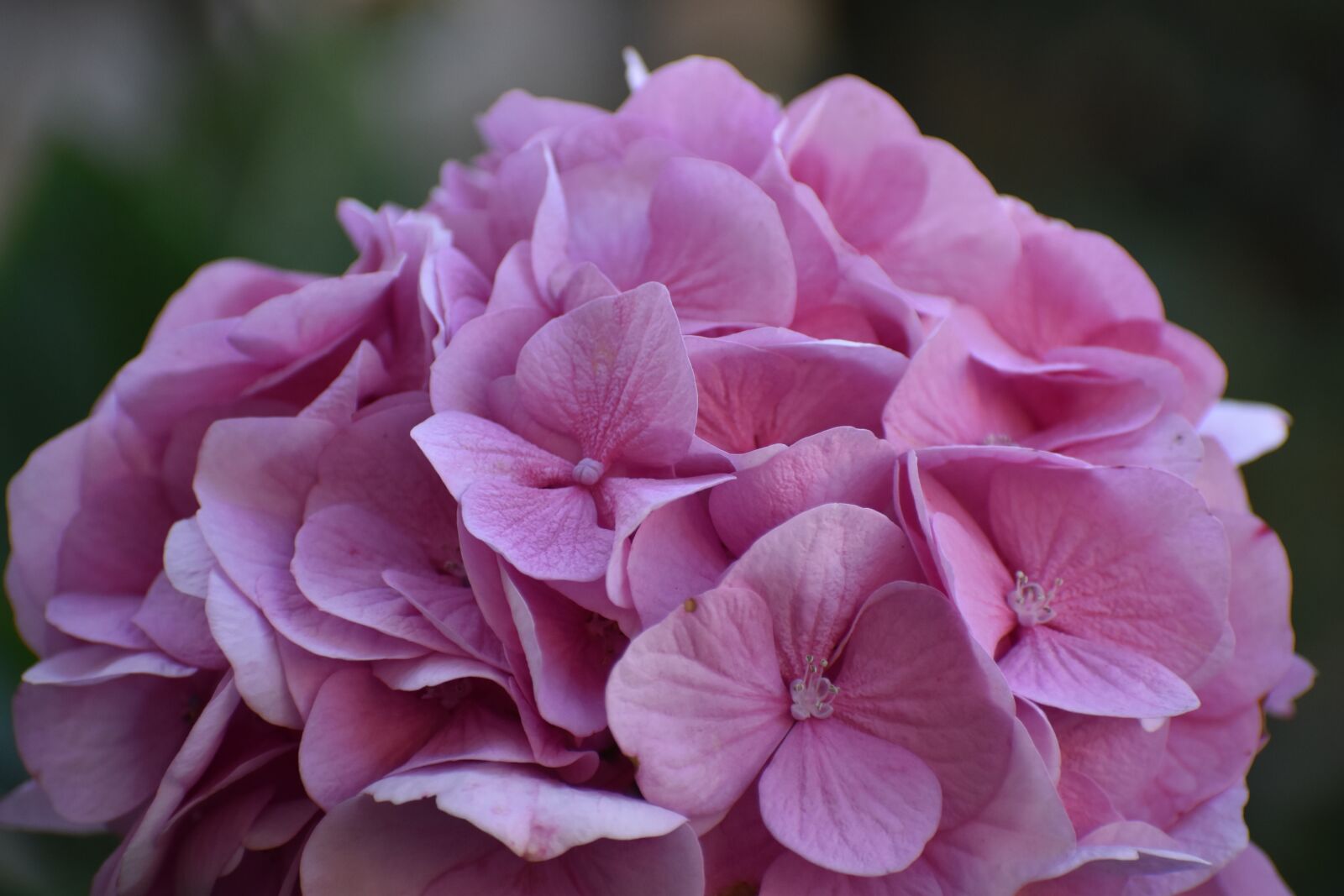 Nikon D3500 sample photo. Hydrangea, pink hydrangea, flowers photography