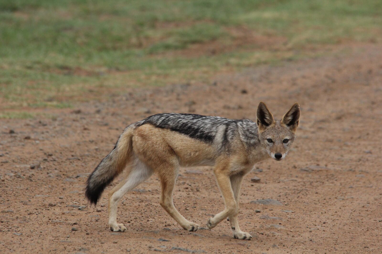 Canon EOS 60D sample photo. Silver, backed, jackal photography
