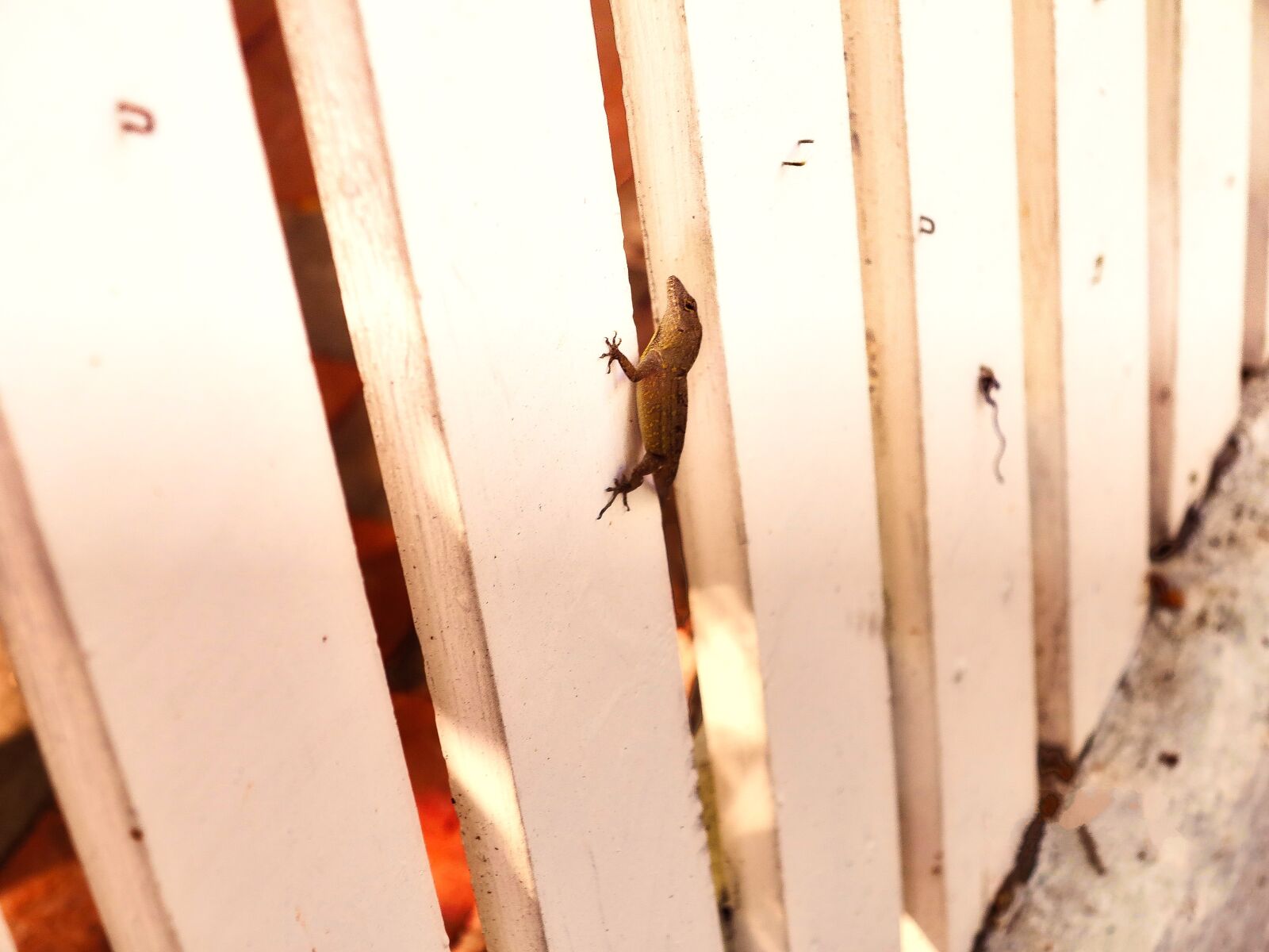 Canon PowerShot G1 X sample photo. Animal, exotic, florida, keywest photography