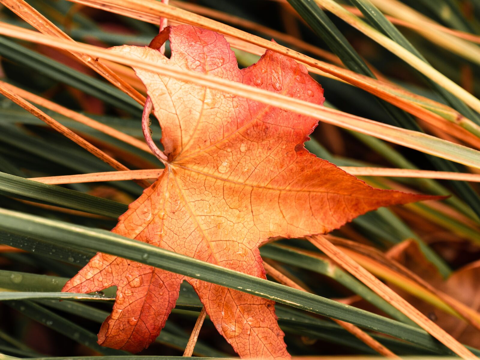 Panasonic DMC-G81 sample photo. Leaf, maple leaf, leaves photography